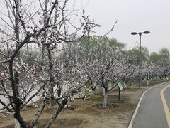 -西安浐灞国家湿地公园