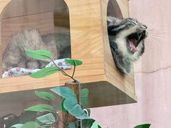 -青藏高原野生动物园