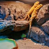 198元一大一小畅玩整个动物园