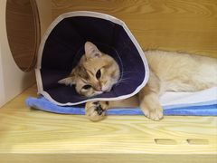 -pd派德宠物中心医院24H急重症·眼科中心·血液透析中心(嵩山北路店)