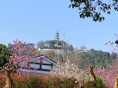 -苏州上方山国家森林公园