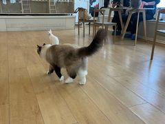 -Let's go狗咖·猫咖·奶狗·桌游(春熙路IFS店)