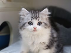 -lincat·猫舍(广州店)