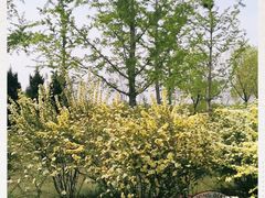 -永定河休闲森林公园