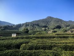 -龙坞茶村