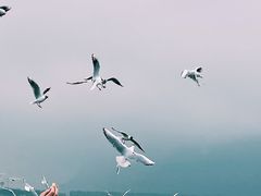 -海埂大坝