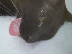 -瑞派康怡24h宠物医院·犬猫医疗中心·微创绝育(瑞景分院)