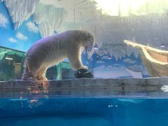 -芜湖新华联大白鲸海洋公园