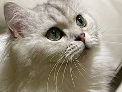 -猫腻·猫咖·撸猫馆(星光大道店)