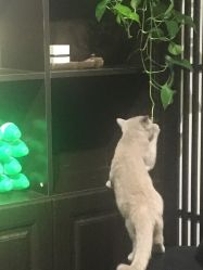 -李轩纹身LEE TATTOO