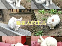 -罔极寺