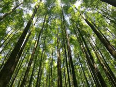 -山王坪喀斯特国家生态公园