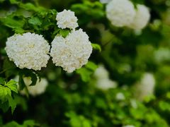 -国家植物园