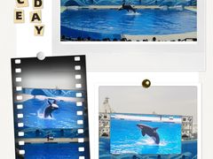 -上海海昌海洋公园