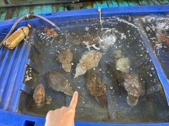 墨鱼-蓝湾碧波·老字号·疍家非遗海上餐厅
