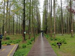 -黄海国家森林公园