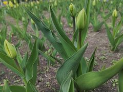 -长春公园(普阳街道)