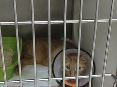 -艾贝尔宠物诊疗