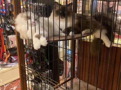 -多卡布奇宠物生活馆(上林世家店)