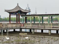 -莲花池公园