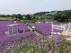 -大塘金香草谷
