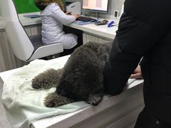 -瑞鹏瑞爱宠物医院·全科·猫科·血液透析中心(龙头寺店)