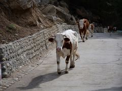 -可可托海景区