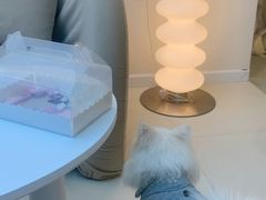 -怪兽屋·羊驼·猫咖·狗咖(俊华广场店)