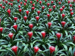-南山植物园