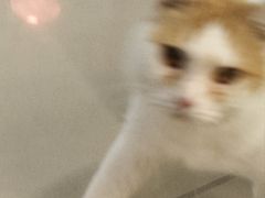 -平行世界·猫咖(首经贸店)