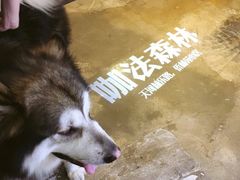 -咖法森林·咖啡  酒吧(天河店)