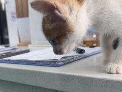 -博特宠物医院24h犬猫全科.骨科·异宠
