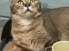 -瑞派伍一宠物医院·眼科·骨科·猫科转诊中心(马王堆院)