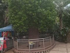 -石家庄市植物园