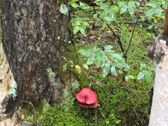-峡谷浮石林景区