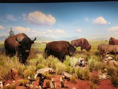 -陕西自然博物馆