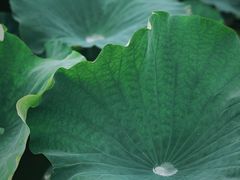 -梁鸿国家湿地公园