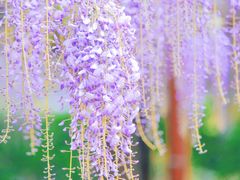 -嘉定紫藤园