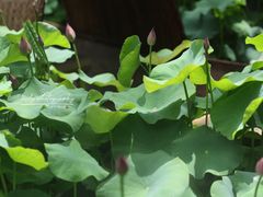 -花之城