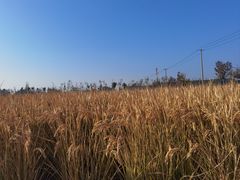 -嘉北郊野公园