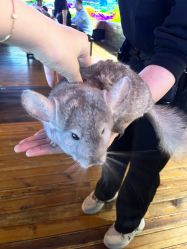 -Zoolung Zoolung动物主题公园(海信广场店)