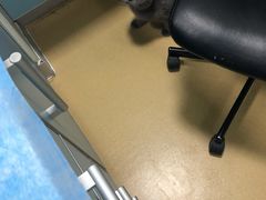 -瑞派·关忠动物医院(国瑞店)