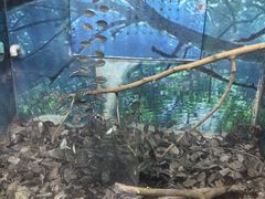 -上海大自然野生昆虫馆(东方明珠·爬宠昆虫探索中心)