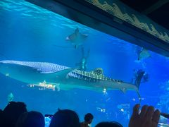 -烟台海昌鲸鲨海洋公园