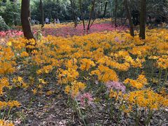 -杭州植物园