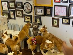 -柯斗斗主题餐厅·狗咖·围炉煮茶·茶饮(国瑞升平里店)