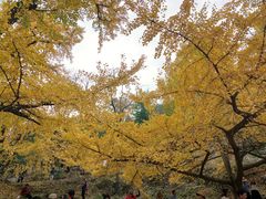 -千年银杏谷文化旅游区