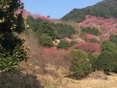 -新建村梅花
