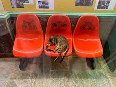 -猫咪博物馆(顶澳仔猫街店)