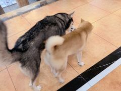 -more than meow吴止猫主题餐厅(承德 中船汇店)